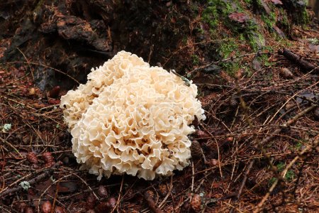 Photo for Sparassis crispa sometimes called cauliflower fungus - delicious edible mushroom - Royalty Free Image