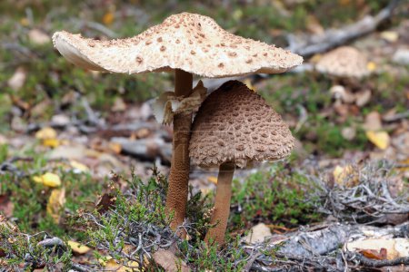 Photo for Edible mushroom parasol mushroom in the forest - Royalty Free Image