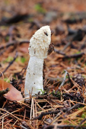 Téléchargez les photos : Champignon odorant désagréable Phallus Impudicus - corne d'odeur commune - champignon non toxique, mais seulement des champignons très frais sont consommés - en image libre de droit