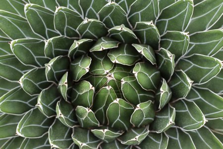 Agave victoriae-reginae - abstraktes Detail der Blätter