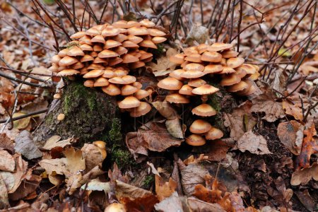 Kuehneromyces mutabilis Pholiota mutabilis est un champignon comestible qui pousse en touffes sur des souches d'arbres ou d'autres bois morts.