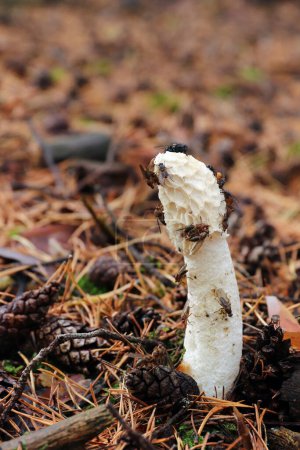 Téléchargez les photos : Champignon odorant désagréable Phallus Impudicus - corne d'odeur commune - champignon non toxique, mais seulement des champignons très frais sont consommés - en image libre de droit