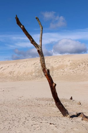 Dead tree on the Lacka Dune in Slovincian National Park, Leba, Poland. Moving sand dunes absorbing the forest. Sunny summer day, sand and blue sky with clouds.