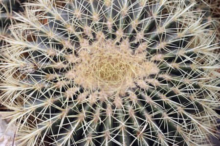Detail of the Golden barrel - Echinocactus grusonii - cactus