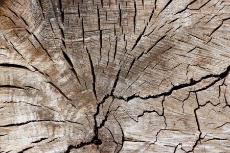 Foto de El tronco cortado - la textura de la madera - los anillos anuales - Imagen libre de derechos