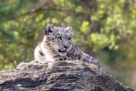 Beautiful adult snow leopard, panthera uncia, on a rocky ledge with soft foliage background.