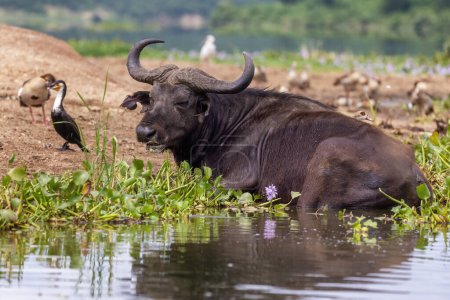A cape buffalo, Syncerus caffer, enjoys the cooling water of Lake Edward, Queen Elizabeth National Park, Uganda. A cormorant and Egyptian geese can be seen alongside.