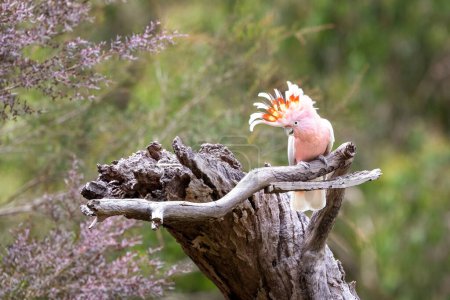 Major Mitchell Kakadu, auch bekannt als Leadbeater oder rosa Kakadu, hockt auf einem toten Baum. Diese Art ist in freier Wildbahn bedroht. Victoria, Australien.