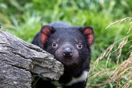 Tasmanian Devil, Sarcophilus harrisii, the largest carnivorous marsupial and an endangered species found only in Tasmania and New South Wales, Australia.