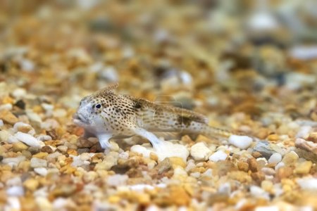 Spotted handfish, Brachionichthys hirsutus, found in the coastal waters of south and east Australia and Tasmania. One of the rarest fish and the first marine fish to be listed as critically endangered