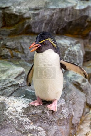 Pingüino saltamontes del sur, Eudyptes chrysocome, el pingüino de cresta más pequeño y una especie vulnerable en la naturaleza.