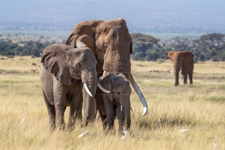 Un gran elefante toro camina con una hembra y un bebé a través de la hierba larga del Parque Nacional Amboseli, Kenia