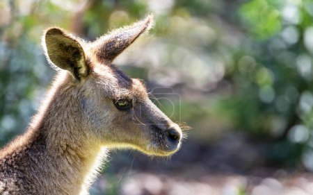 Canguro forestal, Macropus giganteus, también conocido como el canguro gris oriental o gran canguro gris. Cerrar retrato con fondo bokeh iluminado por el sol y espacio para el texto. Tasmania.