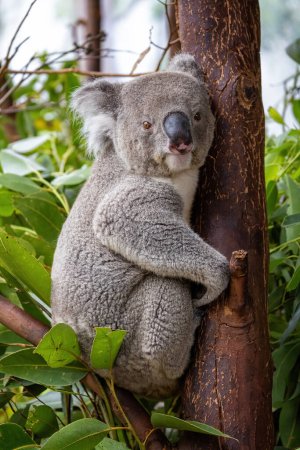 Un koala adulto, Phascolarctos cinereus, en un árbol, Sydney, Australia. Este lindo marsupial está en peligro de extinción en la naturaleza