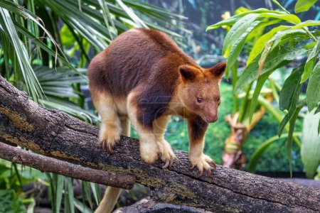 Chers compagnons ou kangourou d'arbre orné contre le feuillage dense de jungle. Ce marsupial arboricole se trouve en Papouasie-Nouvelle-Guinée et dans le nord du Queensland, en Australie, et est menacé à l'état sauvage..