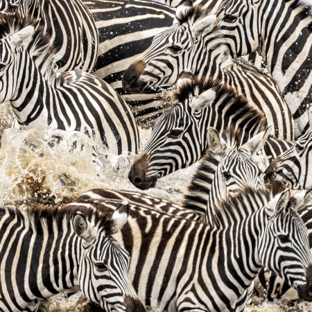 A herd of zebra cross the Mara River during the annual Great Migration in the Masai Mara, Kenya. Closeup of a group splashing through the water.