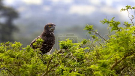 Martial eagle, polemaetus bellicosus, perched in the thorny branches of an acacia tree in Queen Elizabeth National Park, Uganda. Soft foliage background with space for text.