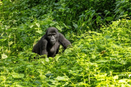 Ausgewachsene Gorillaweibchen, Gorilla beringei beringei, sitzen in den üppigen Sträuchern des Bwindi Inpenetrable Forest, einem Weltnaturerbe. Teil der Muyambi-Familiengruppe. Gefährdete Arten.