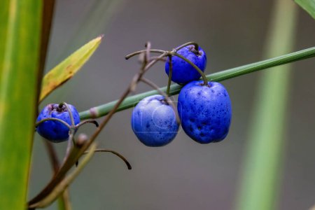 Close up of the fruit of a Blue Quandong tree, also known as the Blue Marble or Blue Fig tree. This fruit is used in Aboriginol cooking and for medicinal purposes
