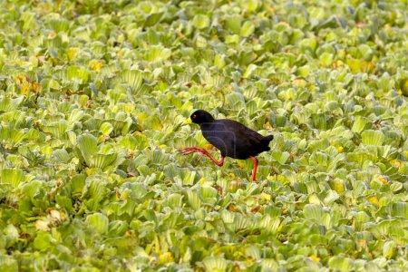 A black crake, Amaurornis flavirostra, walks across a lake covered in water lettuce, Pistia stratiotes. Queen Elizabeth National Park, Uganda.