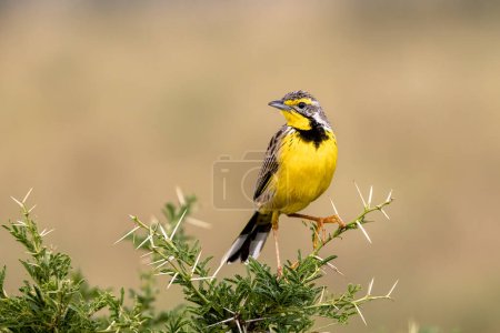 A yellow-throated longclaw, macronyx croceus, perched on a thorny acacia tree in Queen Elizabeth National Park, Uganda. Soft background with space for text.