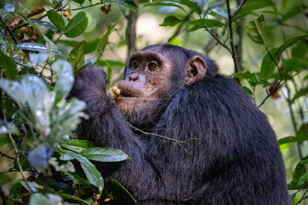 Adult chimpanzee, pan troglodytes, eats fruit in the rainforest of Kibale National Park, western Uganda. The park conservation programme means that some troupes are habituated for human contact.