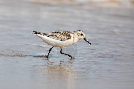 A sanderling, calidris alba, searching for food along the water line, and a water droplet hangs from the beak. Magdalen Islands, Canada.