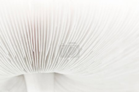 The underside of a fungus, showing the delicate fins. Abstract close up showing part of the stalk and cap. Background with space for text.