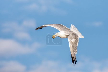 Herring gull, Larus argentatus, in flight having gathered a shell from the beach. Magdalen Islands, Canada. Soft summer sky background.