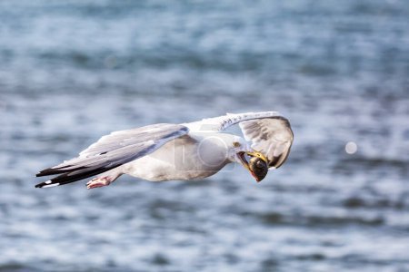 Herring gull, Larus argentatus, in flight having gathered a shell from the beach. Magdalen Islands, Canada.