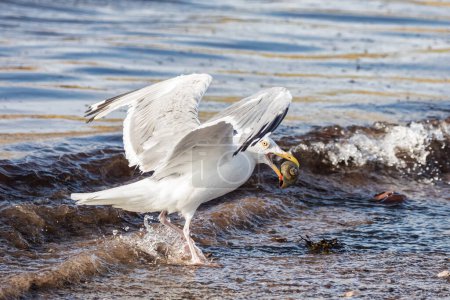 Herring gull, Larus argentatus, about to take off having gathered a shell from the beach. Magdalen Islands, Canada.