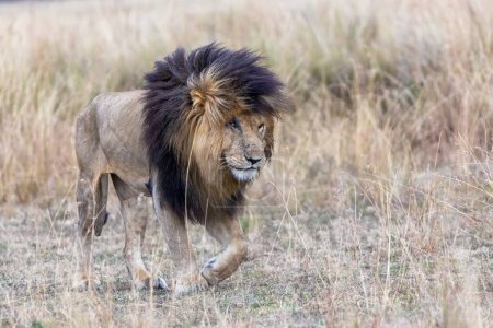 Der erwachsene männliche Löwe, der aus dem roten Hafergras der Masai Mara hervorgeht, ist aufgrund der markanten Wunde über seinem rechten Auge lokal als Narbe oder Scarface bekannt..