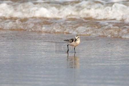 A sanderling, calidris alba, searching for food along the water line. Magdalen Islands, Canada.