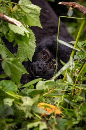 Bebé gorila, gorila berengei berengei, descansa en el sotobosque del Bosque Impenetrable Bwindi, Uganda.