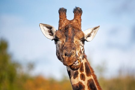 Vorderseite einer Rothschild-Giraffe, Giraffa camelopardalis camelopardalis, vor grünem Laub und blauem Himmelshintergrund. Raum für Text.