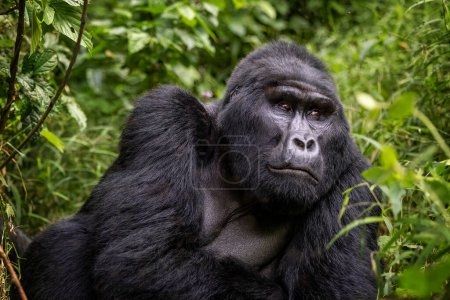 Maraya, an adult male blackback gorilla, gorilla beringei beringei, from the Habinyanja family, Bwindi Inpenetrable Forest, Uganda, a World Heritage site. Endangered species.