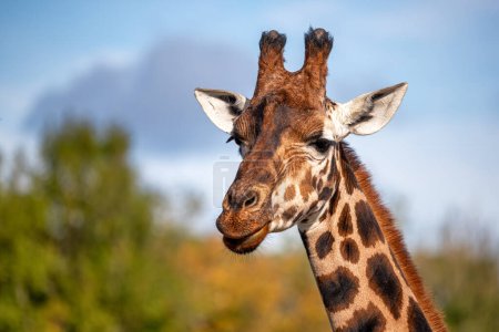 Frente a la vista de una jirafa Rothschild, Giraffa camelopardalis camelopardalis, contra el follaje verde y el fondo azul del cielo. Espacio para texto.