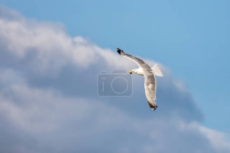 Herring gull, Larus argentatus, in flight having gathered a shell from the beach. Magdalen Islands, Canada. Soft summer sky background.