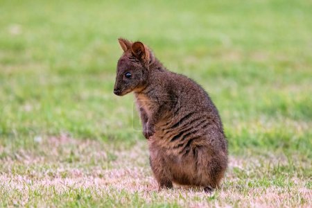 Tasmanian Pademelon, Thylogale billardierii, también conocido como el pademelon de vientre rufo o pademelon de vientre rojo. Un pariente marsupial de walabíes y canguros que se encuentra en Tasmania.