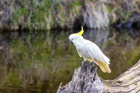 A sulphur-crested cockatoo, cacatua sulphurea, on a riverbank in Victoria, Australia. This parrot species is endemic to Australia, New Guinea and parts of Indonesia.