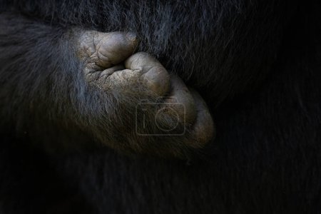 Detail of a gorilla hand, showing the digits and opposable thumb. Mountain gorilla, gorilla beringei beringei, in the Bwindi Impenetrable Forest, a World Heritage site. Endangered species.