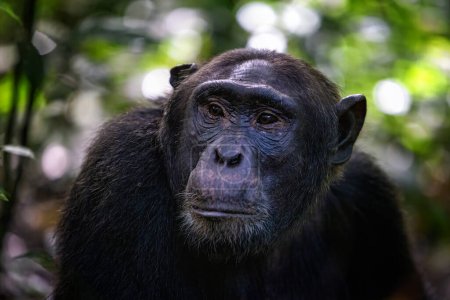 Chimpanzé mature, pantroglodytes, dans la forêt tropicale humide du parc national de Kibale, dans l'ouest de l'Ouganda. Le programme de conservation du parc signifie que certaines troupes sont habituées au contact humain..
