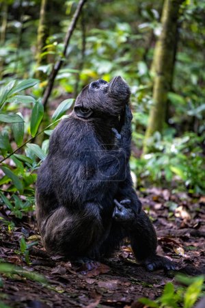 Chimpanzé adulte, pantroglodytes, dans la forêt tropicale humide du parc national de Kibale, dans l'ouest de l'Ouganda. Le programme de conservation du parc signifie que certaines troupes sont habituées au contact humain..