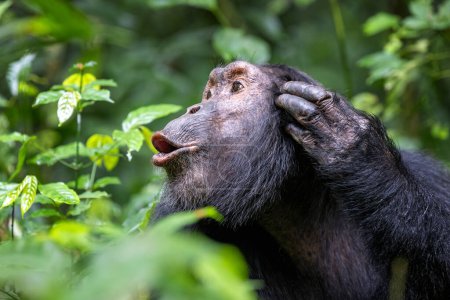 Hooting chimpanzee, pan troglodytes, in the tropical rainforest of Kibale National Park, western Uganda. The park conservation programme means that some troupes are habituated for human contact.