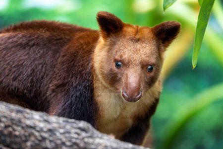 Goodfellows o canguro árbol adornado contra el follaje de la selva densa. Este marsupial arbóreo si se encuentra en Papúa Nueva Guinea y el norte de Queensland, Australia, y está en peligro de extinción en la naturaleza.