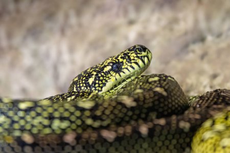 La pitón diamante, morelia spilota spilota, también conocida como la pitón alfombra, es una serpiente constrictora que se encuentra en el sur de Australia..