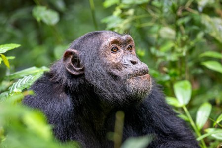 Chimpanzé adulte, pantroglodytes, dans la forêt tropicale humide du parc national de Kibale, dans l'ouest de l'Ouganda. Le programme de conservation du parc signifie que certaines troupes sont habituées au contact humain..