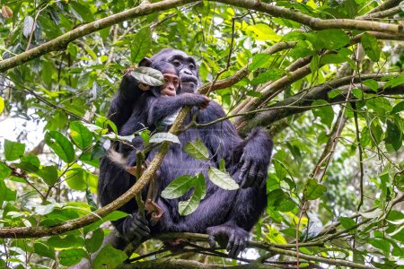 Mutter und Baby-Schimpansen, pan-troglodytes, in der Baumkrone des Kibale Nationalparks im Westen Ugandas. Park-Schutzprogramm bedeutet, dass einige Gruppen an den menschlichen Kontakt gewöhnt sind.