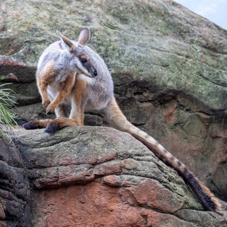 Pie amarillo de roca-wallaby, Petrogale xanthopus, o anillo de cola de roca-wallaby, en afloramiento rocoso. Especie vulnerable endémica del sur de Australia, Nueva Gales del Sur y el suroeste de Queensland