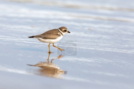 A semipalmated plover, Charadrius semipalmatus, foraging for food on the shoreline in Iles de la Madeleine, Canada. Space for your text.